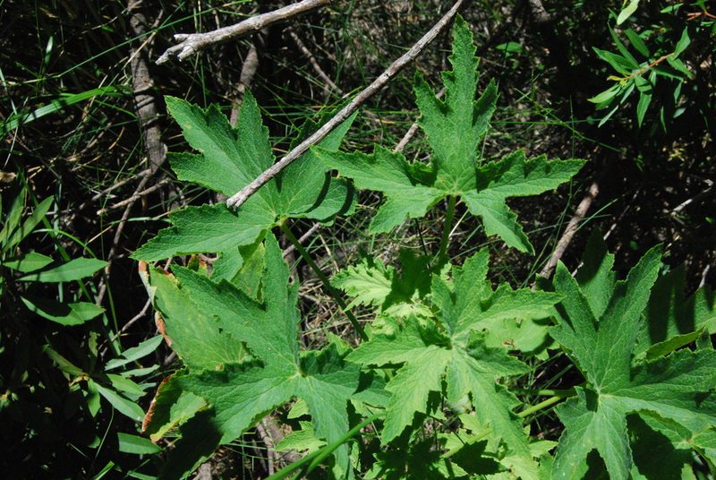 Pelargonium hispidum, photographed by Ian Webb