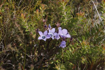 Roella triflora, photographed by Tony Rebelo