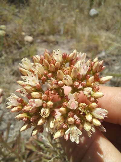 Crassula crenulata, photographed by kevin koen