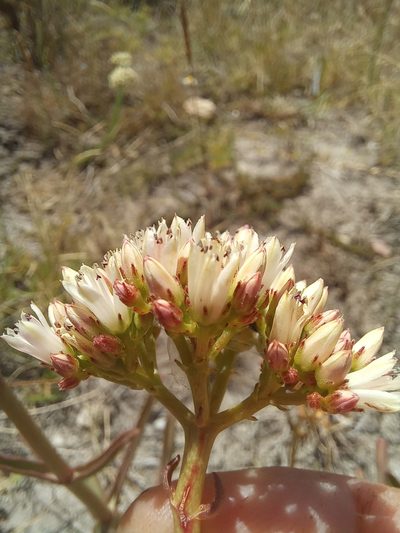 Crassula crenulata, photographed by kevin koen