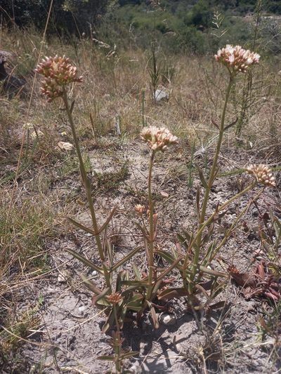 Crassula crenulata, photographed by kevin koen