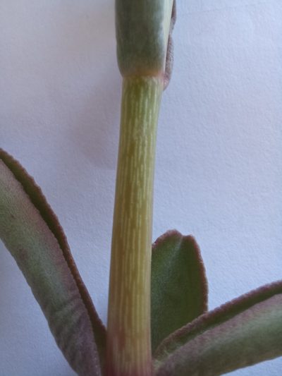 Crassula crenulata, photographed by kevin koen