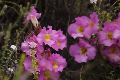 Harveya purpurea, photographed by Tony Rebelo
