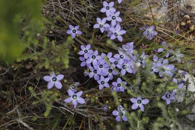 Roella triflora, photographed by Tony Rebelo
