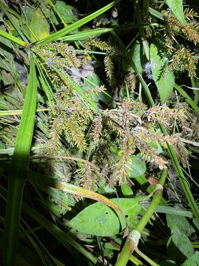 Cyperus exaltatus, photographed by Greg Tasney