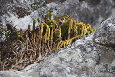 Phlegmariurus gnidioides, photographed by Tony Rebelo