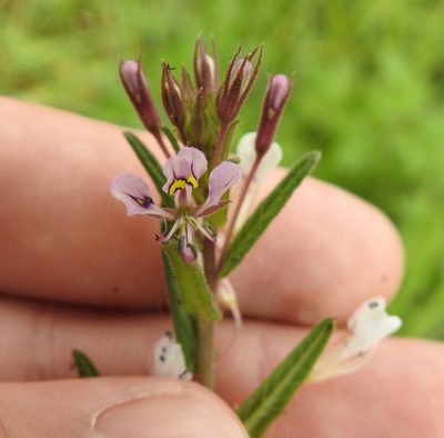 Cleome monophylla, photographed by Matthew Fainman