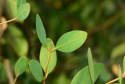 Salvadora persica, photographed by S.MORE