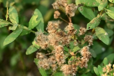 Pluchea tomentosa, photographed by S.MORE