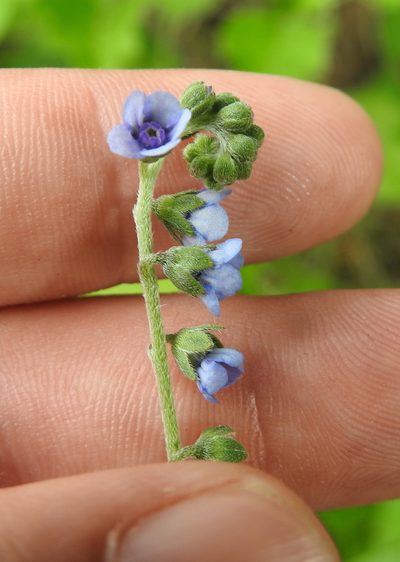 Cynoglossum lanceolatum, photographed by Matthew Fainman