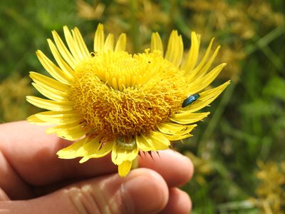 Berkheya radula, photographed by Matthew Fainman