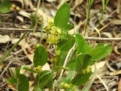 Ziziphus zeyheriana, photographed by Matthew Fainman