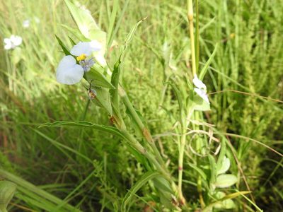 Commelina bella, photographed by Matthew Fainman