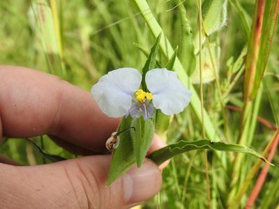 Commelina bella, photographed by Matthew Fainman