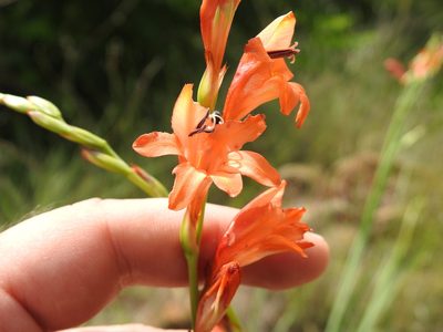 Tritonia nelsonii, photographed by Matthew Fainman