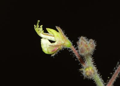 Desmodium scorpiurus, photographed by S.MORE