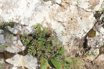Thalictrum foetidum, photographed by Юрий Данилевский (Yuriy Danilevsky)