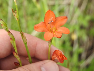Tritonia nelsonii, photographed by Matthew Fainman