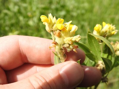 Pearsonia cajanifolia, photographed by Matthew Fainman