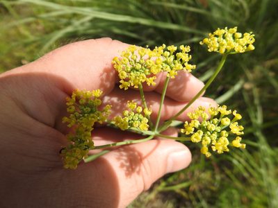 Afrosciadium magalismontanum