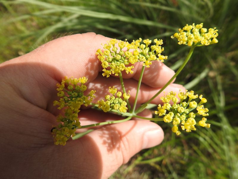 Afrosciadium magalismontanum, photographed by Matthew Fainman