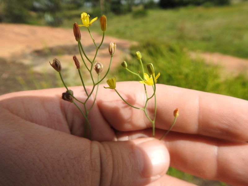 Eriospermum porphyrovalve, photographed by Matthew Fainman