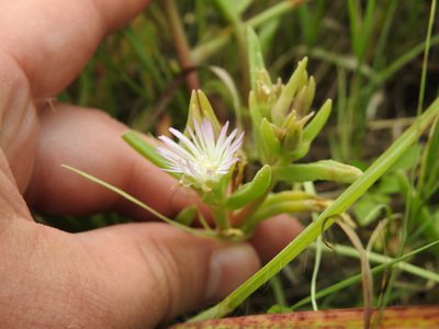 Delosperma herbeum, photographed by Matthew Fainman