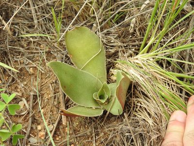 Crassula capitella, photographed by Matthew Fainman