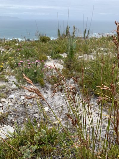 Thamnochortus gracilis, photographed by Dave Richardson