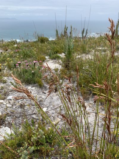 Thamnochortus gracilis, photographed by Dave Richardson