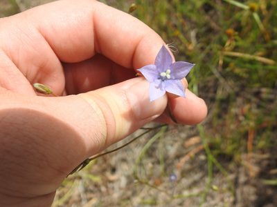 Wahlenbergia undulata, photographed by Matthew Fainman