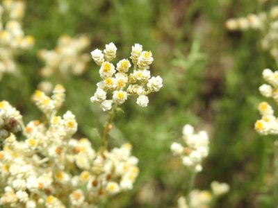 Helichrysum rugulosum, photographed by Matthew Fainman