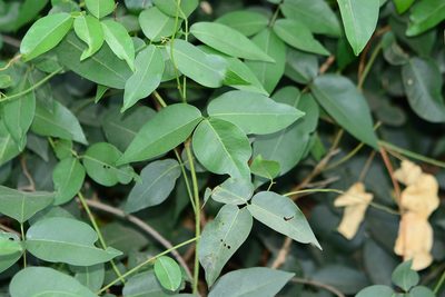 Derris trifoliata, photographed by S.MORE