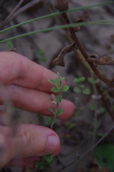 Scutellaria muriculata, photographed by Eric Knight