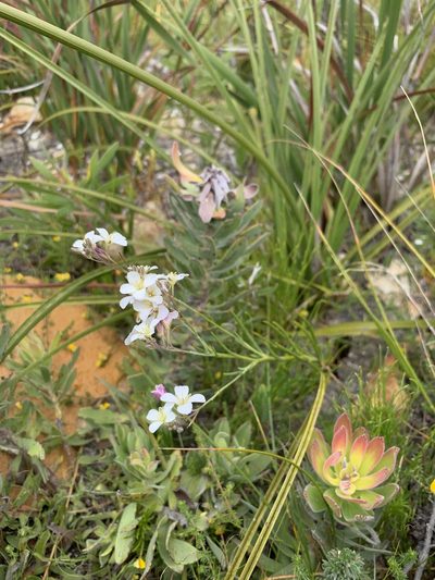 Heliophila macra, photographed by Dave Richardson