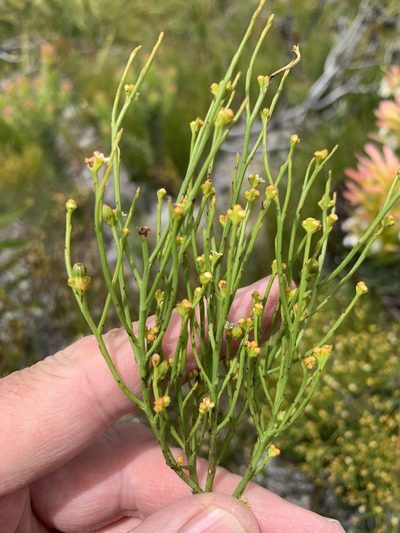 Thesium commutatum, photographed by Dave Richardson
