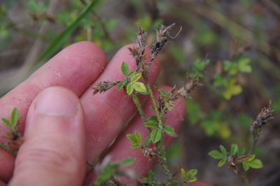Stylosanthes viscosa, photographed by Eric Knight