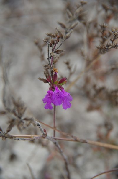 Rhododon ciliatus, photographed by Eric Knight