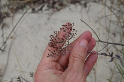 Eriogonum multiflorum, photographed by Eric Knight
