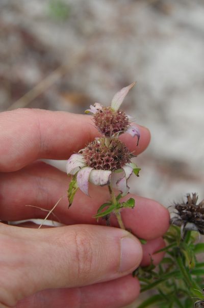 Monarda maritima, photographed by Eric Knight
