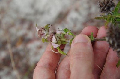 Monarda maritima, photographed by Eric Knight