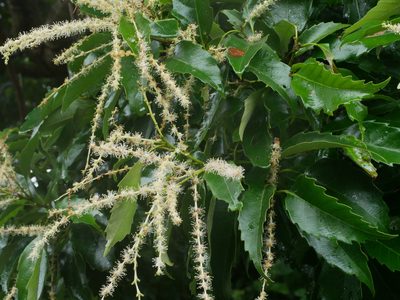 Castanopsis formosana, photographed by Jacy Chen