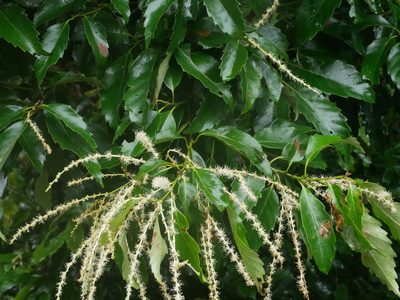 Castanopsis formosana, photographed by Jacy Chen