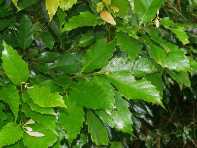 Castanopsis formosana, photographed by Jacy Chen
