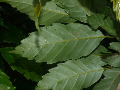 Castanopsis formosana, photographed by Jacy Chen