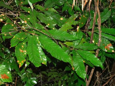 Castanopsis indica, photographed by Jacy Chen