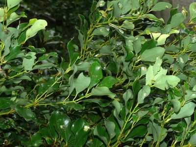 Cinnamomum reticulatum, photographed by Jacy Chen