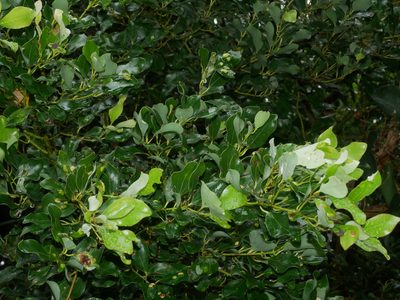 Cinnamomum reticulatum, photographed by Jacy Chen