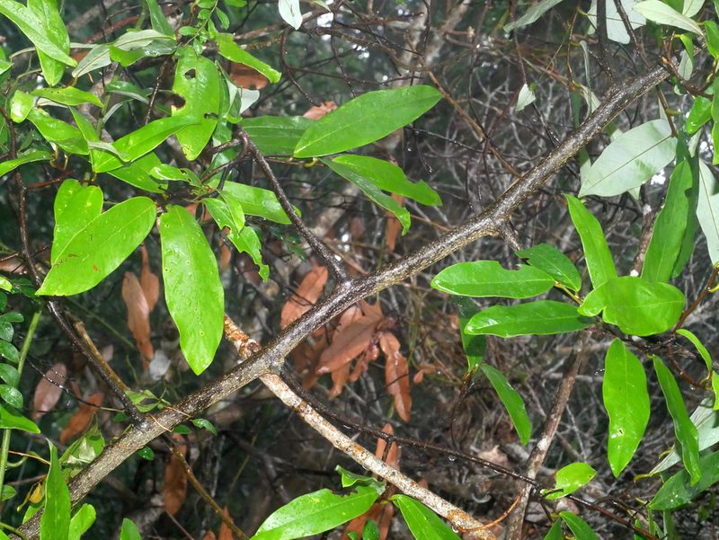 Fissistigma glaucescens, photographed by Jacy Chen