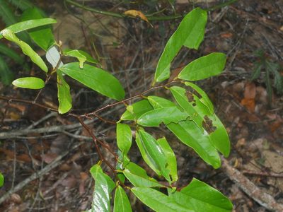 Fissistigma glaucescens, photographed by Jacy Chen